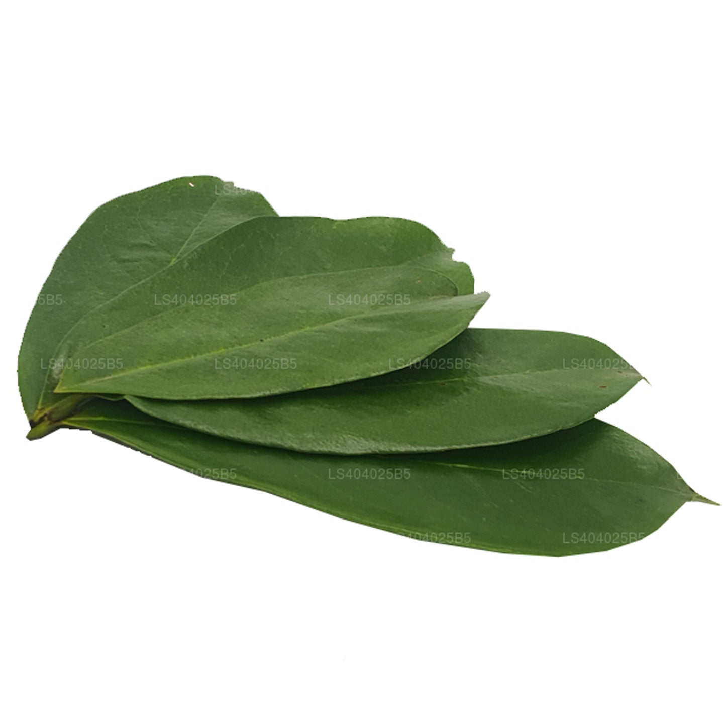 Corossol (Annona Muricata) fraîchement séché 400 feuilles