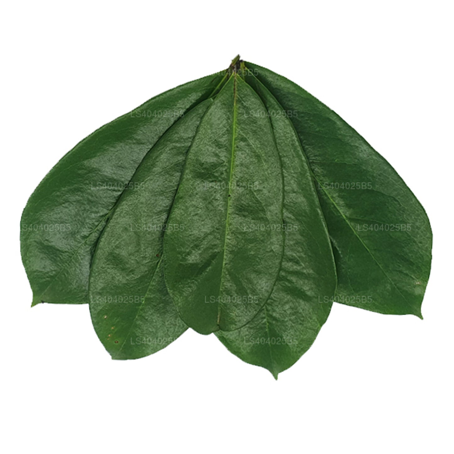 Corossol (Annona Muricata) fraîchement séché 400 feuilles