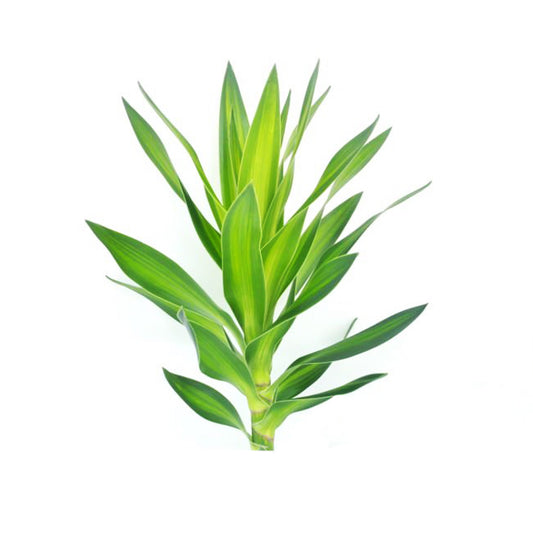 Lakpura Dracaena Reflexa 'Green' (50 feuilles) de taille moyenne