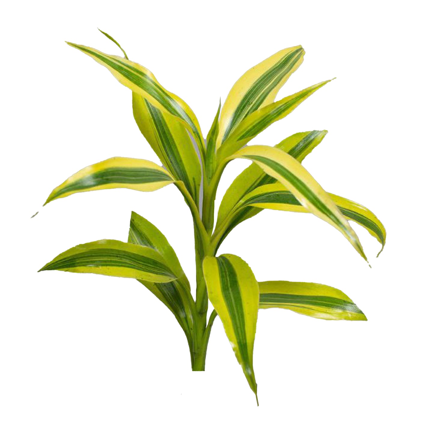 Lakpura Dracaena Sanderiana Gold (50 feuilles) Medium