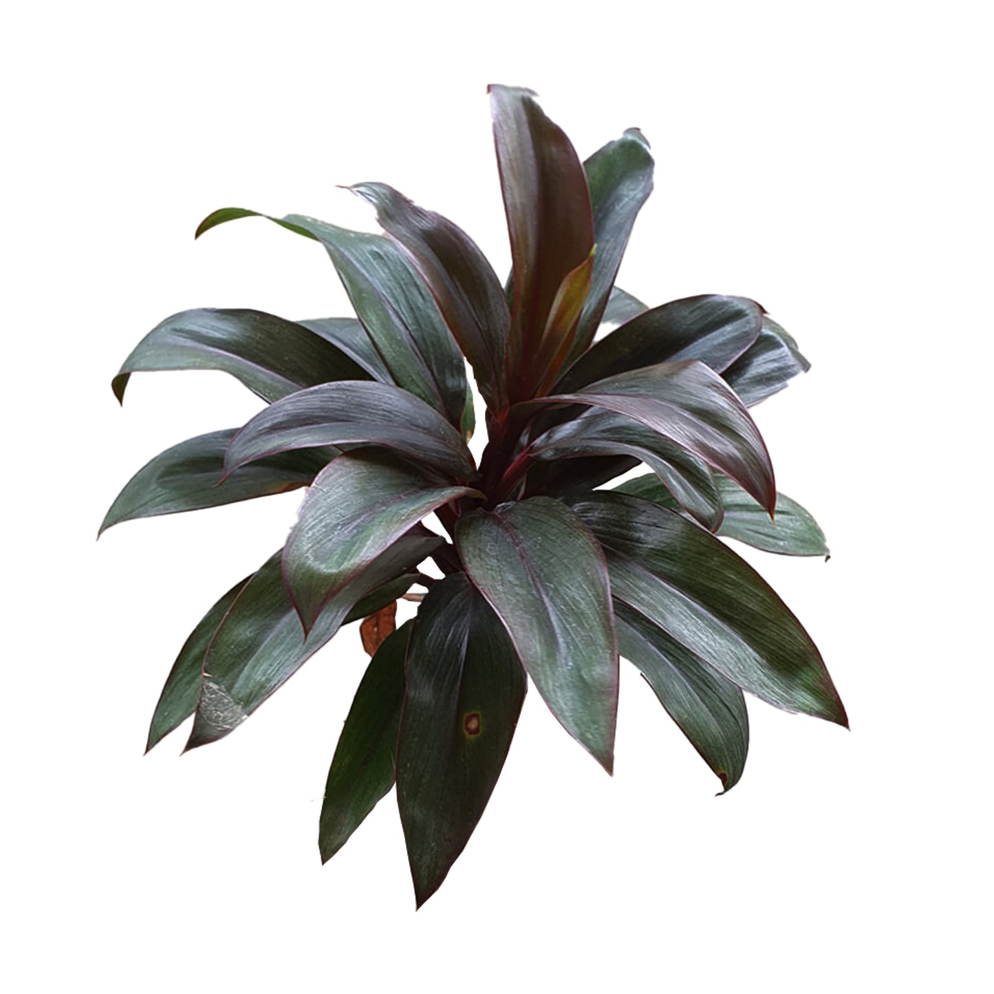 Lakpura Dracaena Purple Compacta (20 feuilles) Medium