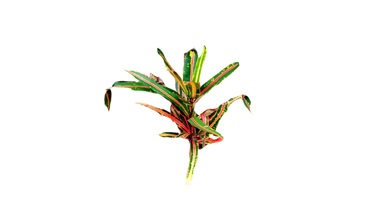 Croton Lakpura Victoria Gold Bell (50 feuilles)