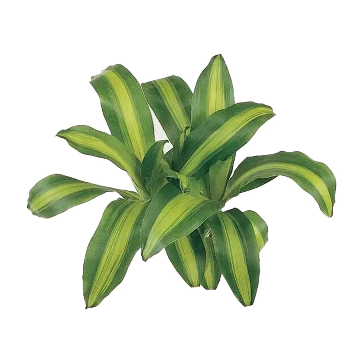 Lakpura Dracaena Massangeana (20 feuilles) de taille moyenne