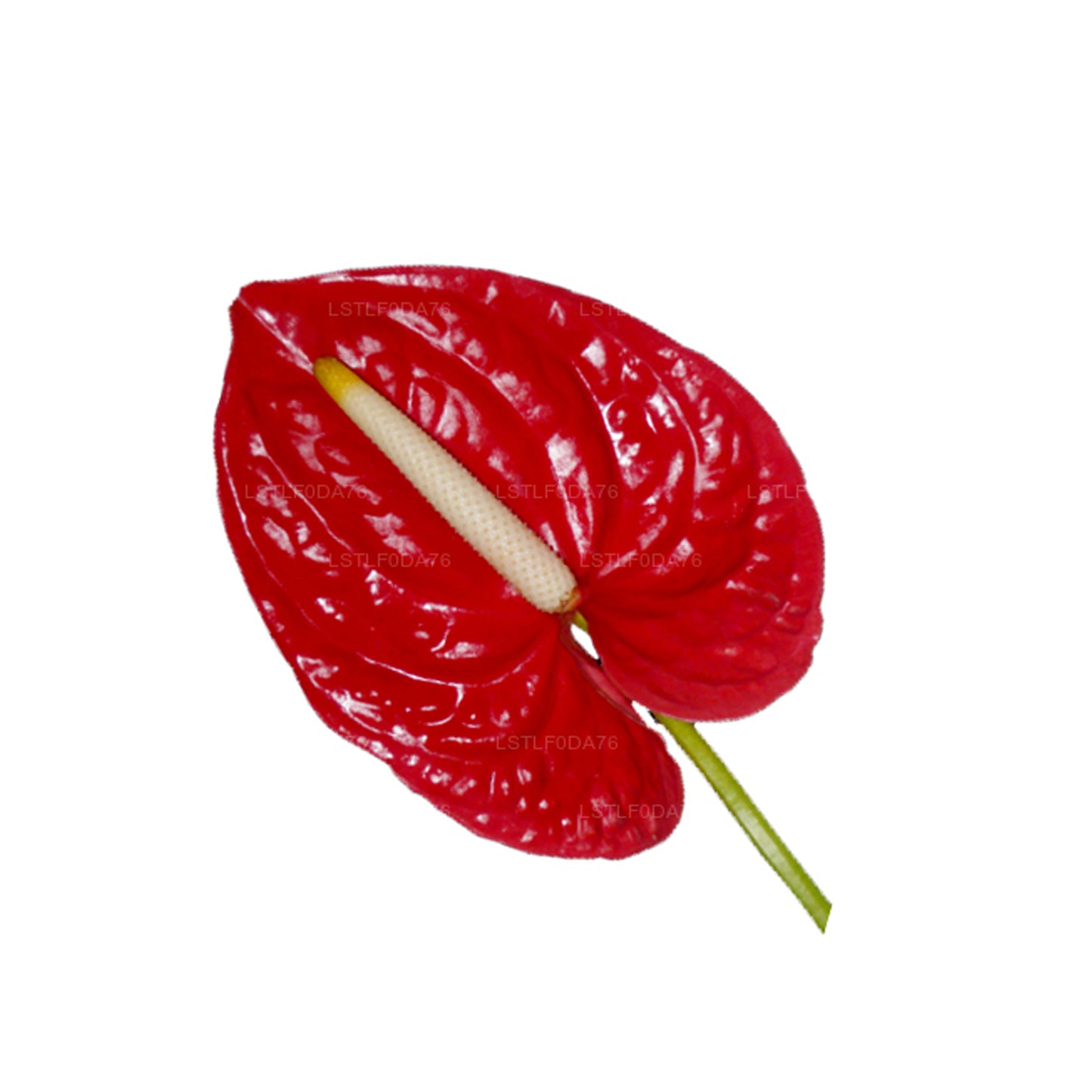 Anthurium Lakpura (20 fleurs)