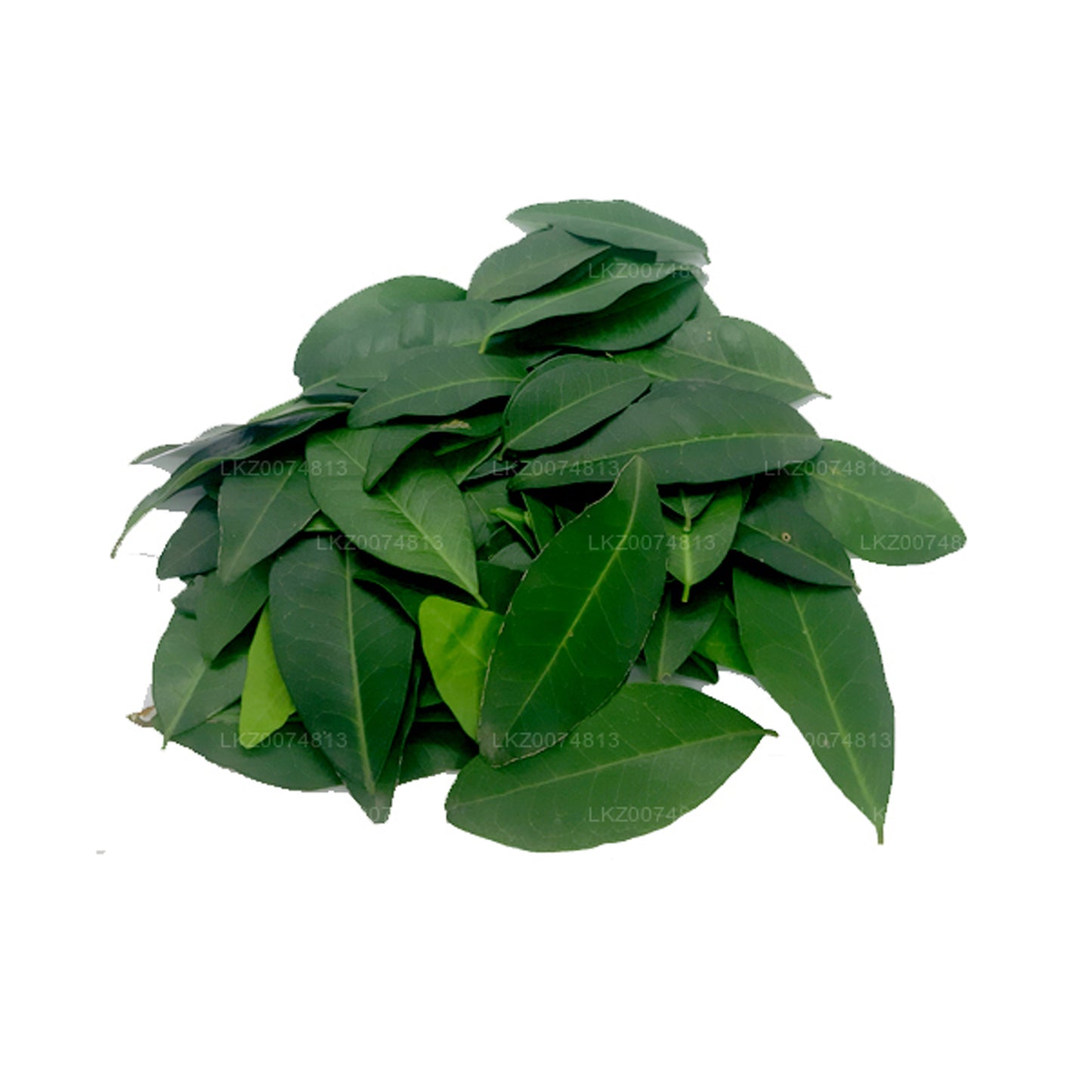 Lakpura Fresh Yaki Naran (Atalantia Ceylanica) 100 feuilles