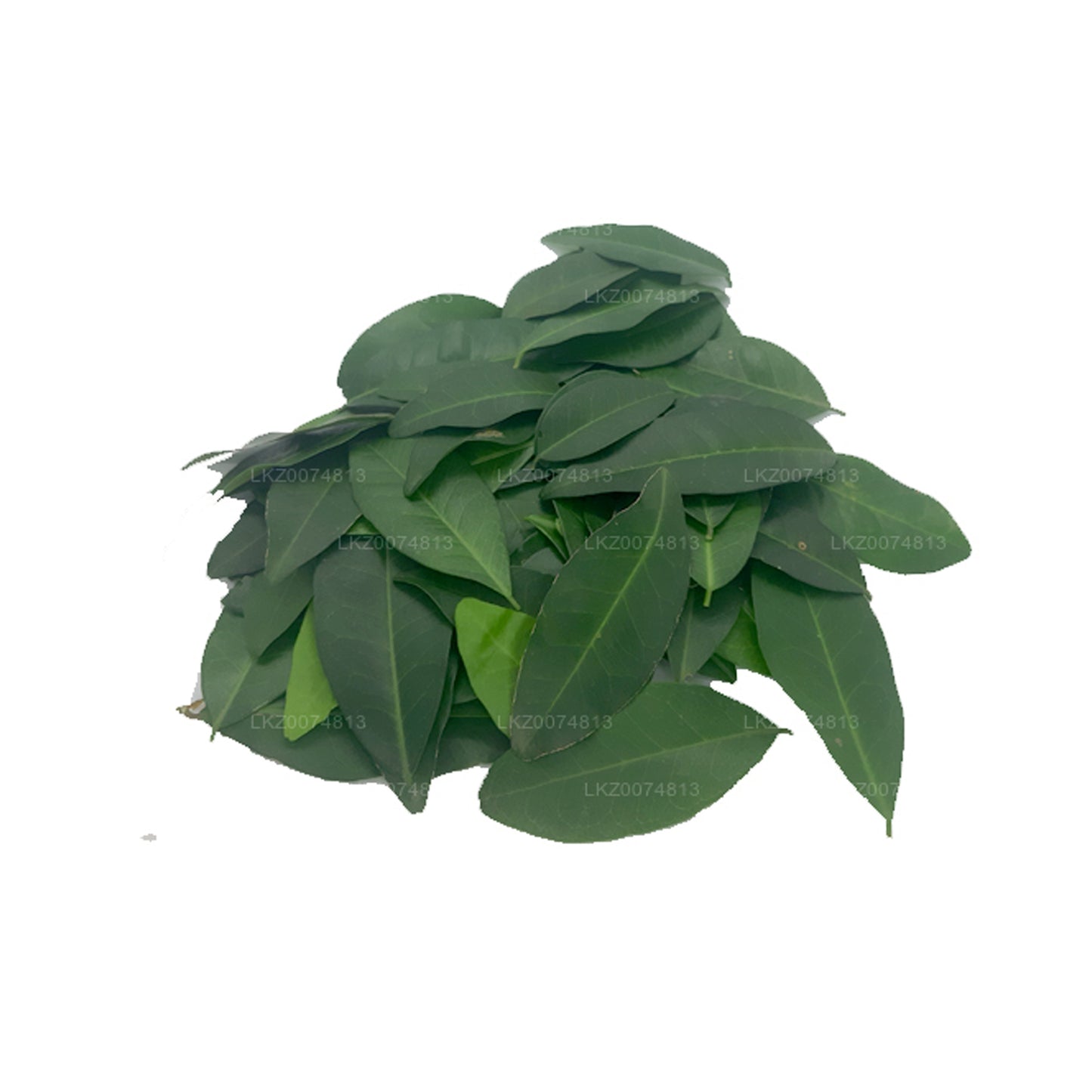 Lakpura Fresh Yaki Naran (Atalantia Ceylanica) 100 feuilles