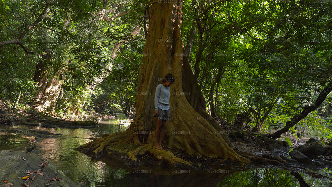 Excursions écologiques au Sri Lanka (3 jours)