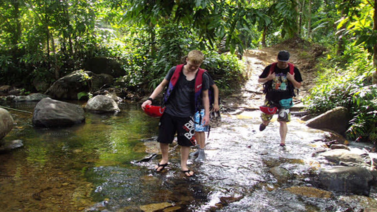 Excursions écologiques au Sri Lanka (6 jours)