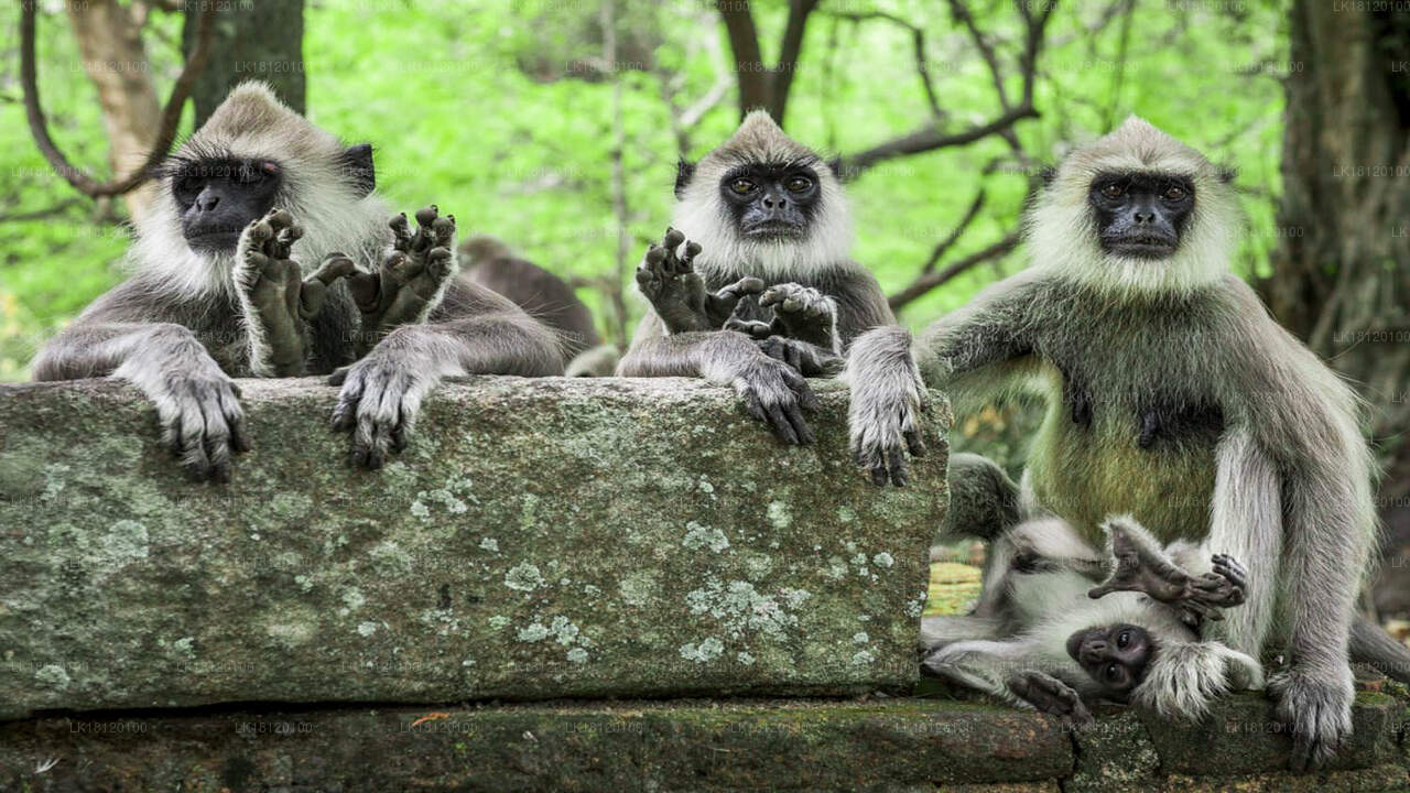 Explorez le royaume des singes depuis Polonnaruwa