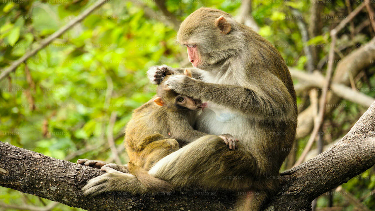 Explorez le royaume des singes depuis Polonnaruwa