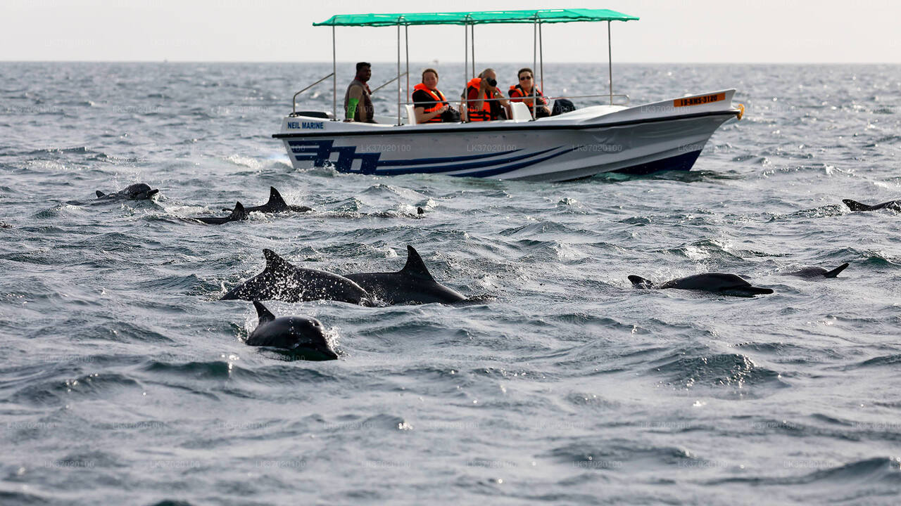 Excursion en bateau pour observer les baleines au départ d'Ahungalla