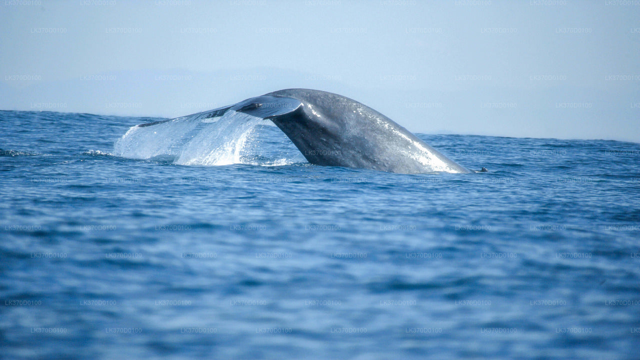Excursion en bateau partagé pour observer les baleines au départ de Bentota