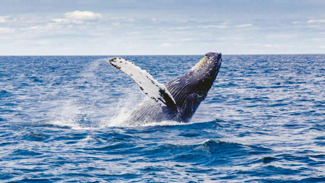 Excursion en bateau partagé pour observer les baleines au départ de Bentota