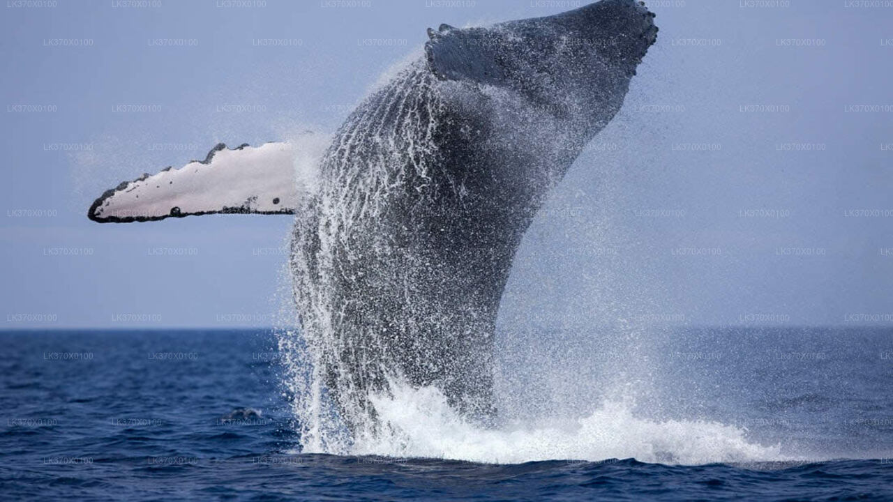 Excursion en bateau pour l'observation des baleines au départ de Hikkaduwa