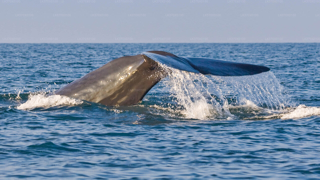 Excursion en bateau pour l'observation des baleines au départ de Hikkaduwa