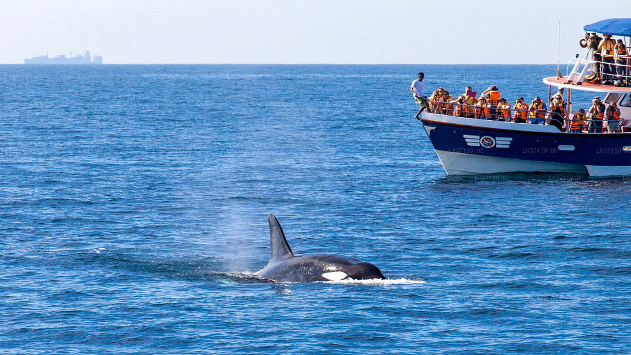 Excursion en bateau pour observer les baleines au départ de Kalpitiya