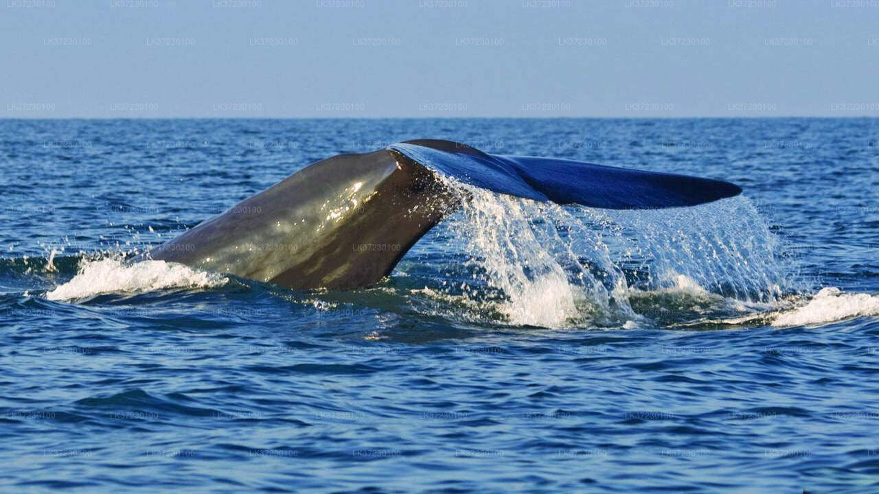 Whale Watching Boat Tour from Trincomalee