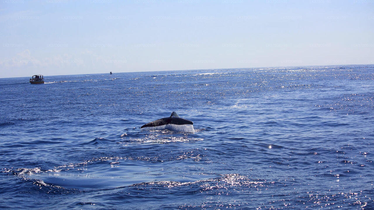 Excursion en bateau pour observer les baleines à Mirissa