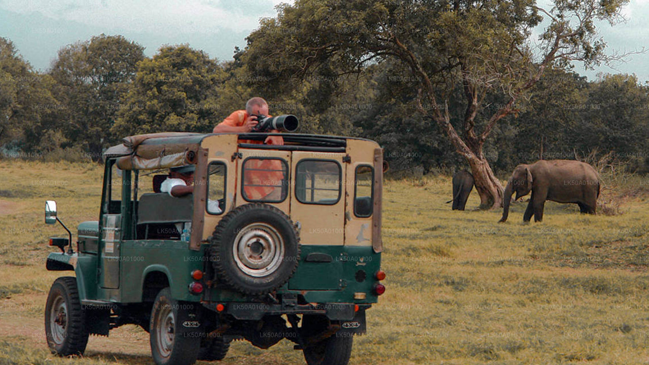 Safari privé dans le parc national d'Udawalawe