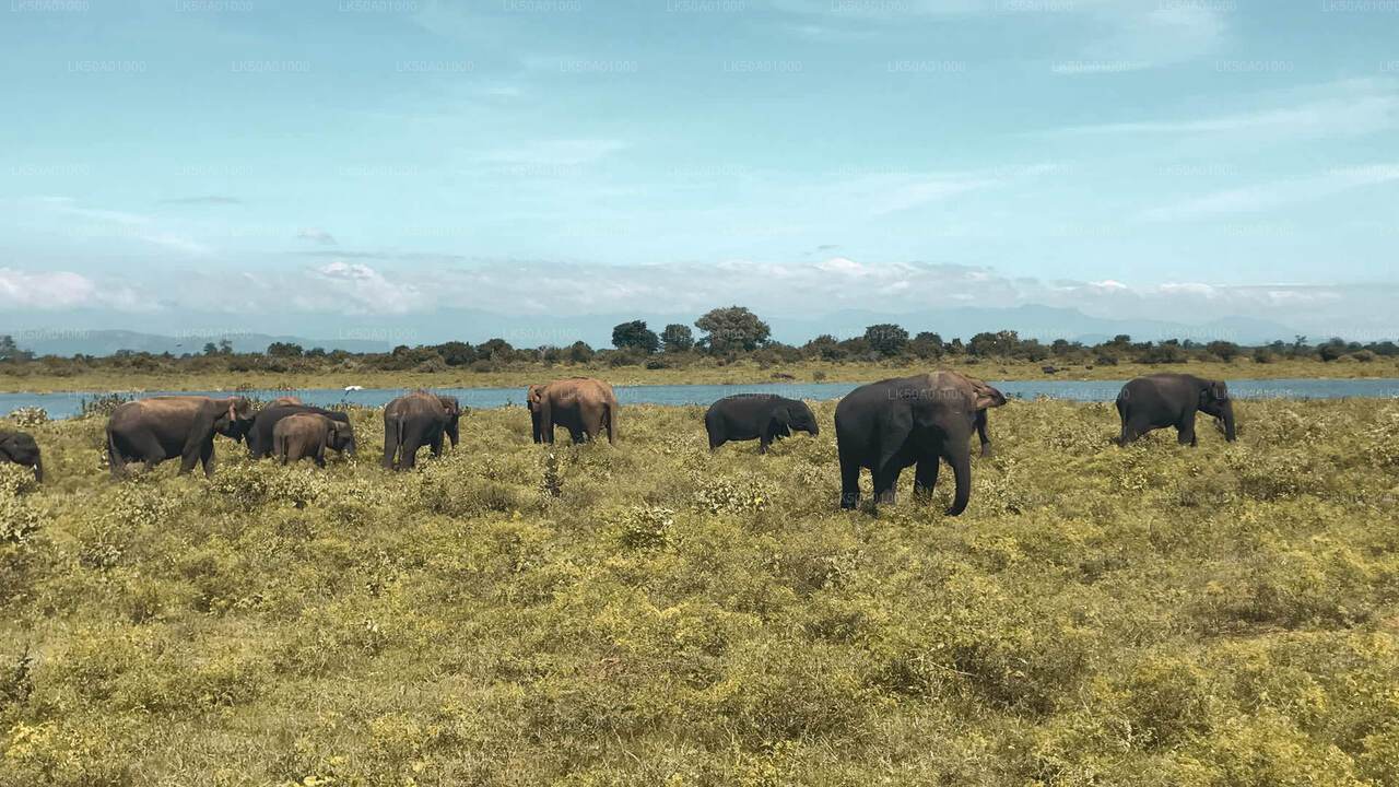 Safari privé dans le parc national d'Udawalawe avec un naturaliste