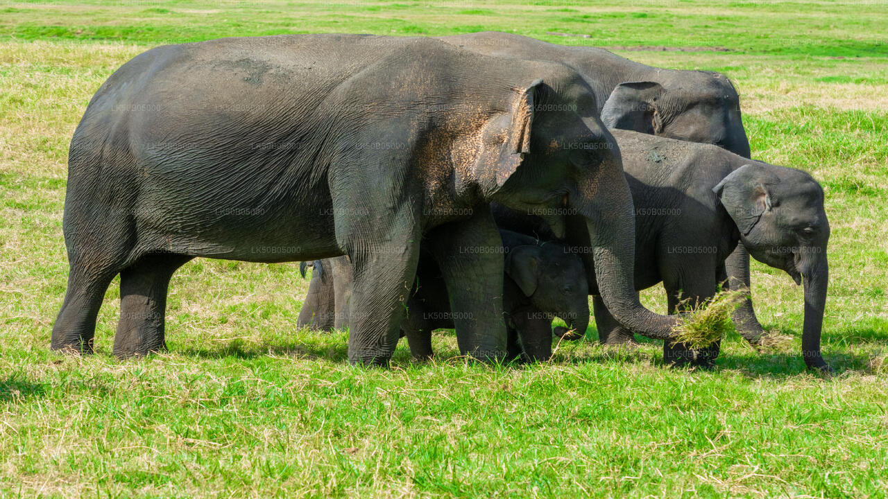 Safari privé dans le parc national de Minneriya au départ de Sigiriya