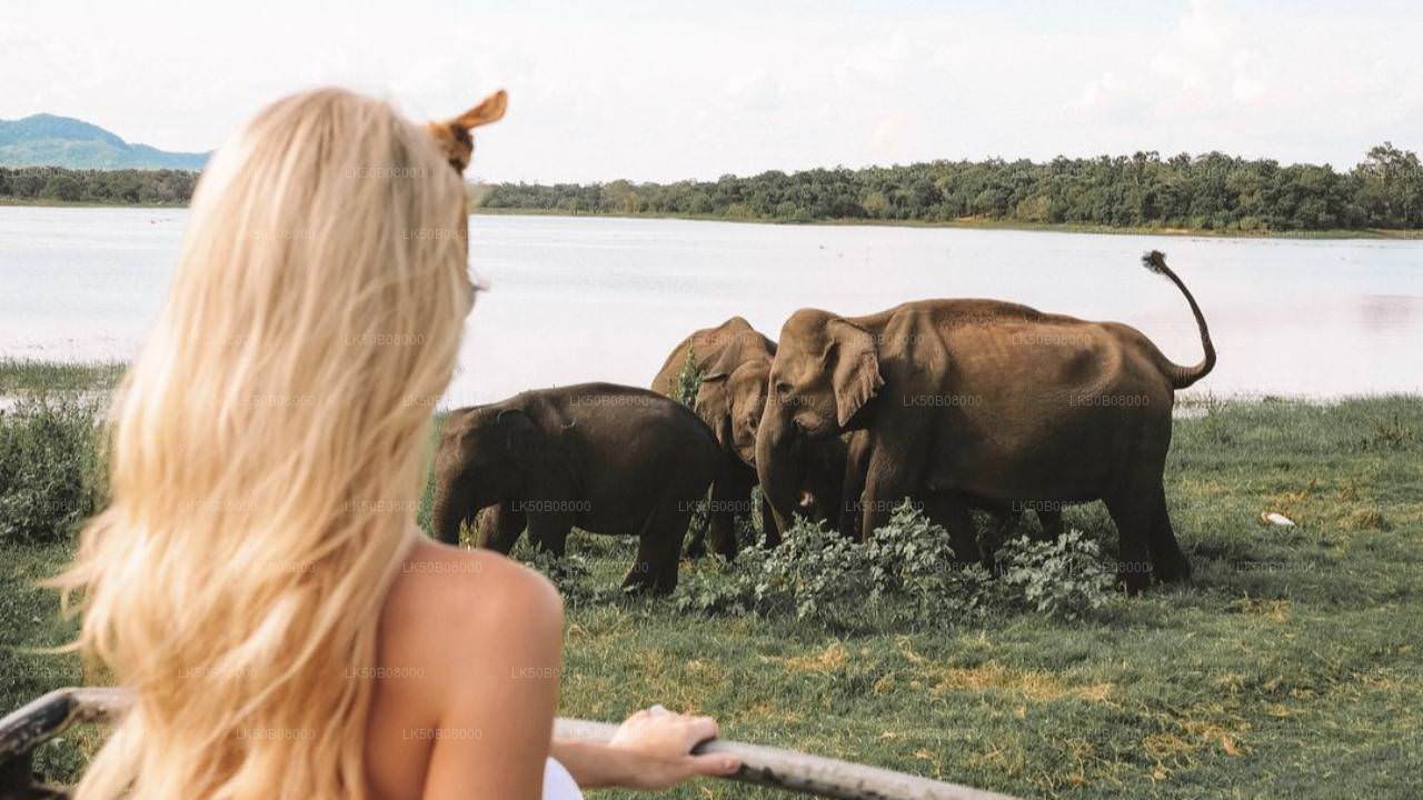 Safari privé sur le Great Elephant Gathering au départ de Minneriya