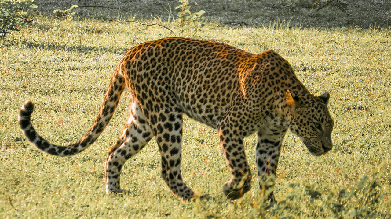 Safari privé au parc national de Yala