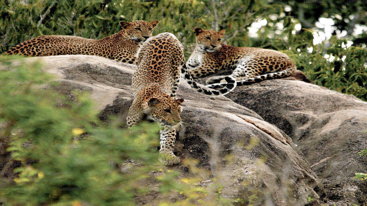 Safari dans le parc national de Yala au départ de Tissamaharama