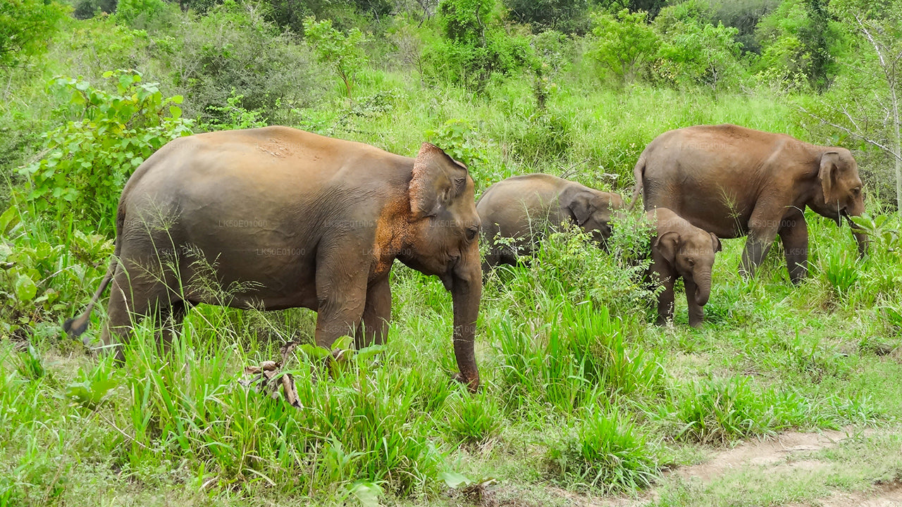 Safari privé dans le parc écologique Hurulu