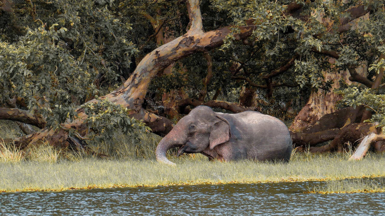 Safari privé dans le parc national de Wilpattu
