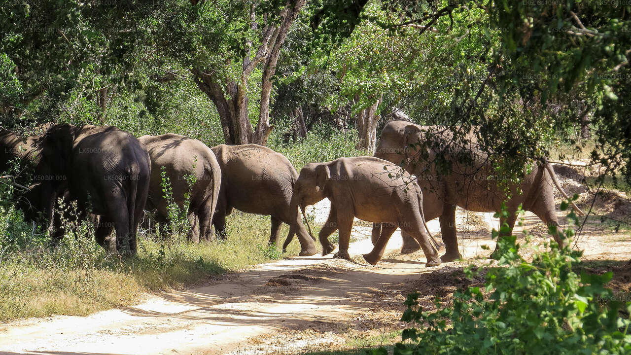 Safari privé dans le parc national de Kumana