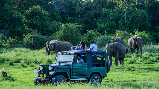 Safari privé dans le parc national de Bundala