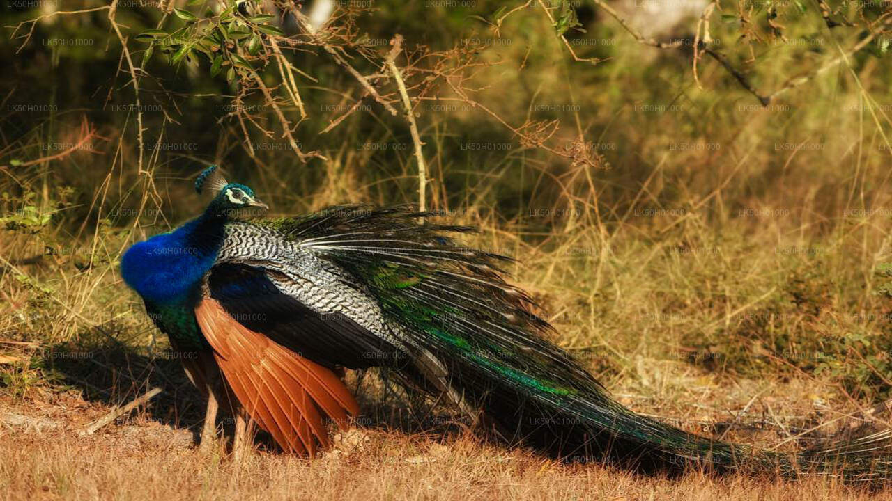 Safari privé dans le parc national de Bundala