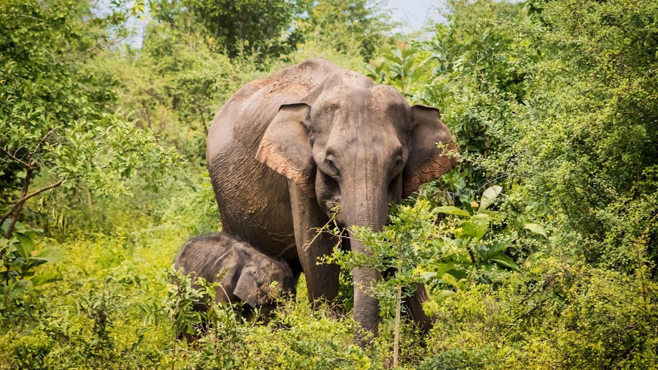 Safari privé dans le parc national de Bundala