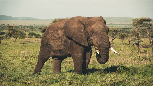 Safari privé au parc national de Wasgamuwa