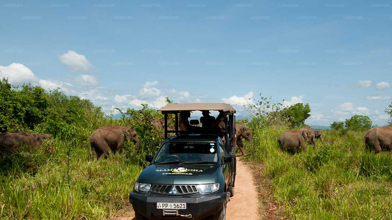 Safari privé au parc national de Wasgamuwa