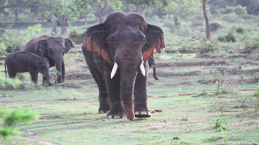 Safari privé dans le parc national de Kalawewa