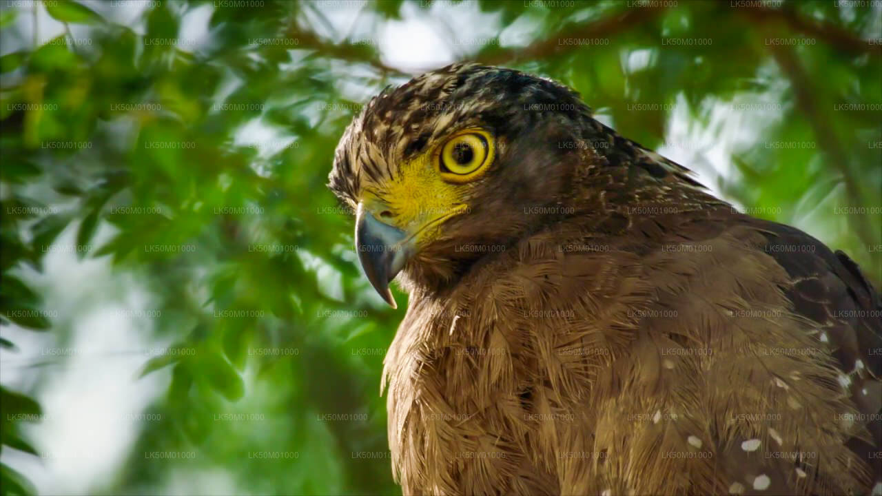 Lahugala Kitulana National Park Safari with Naturalist