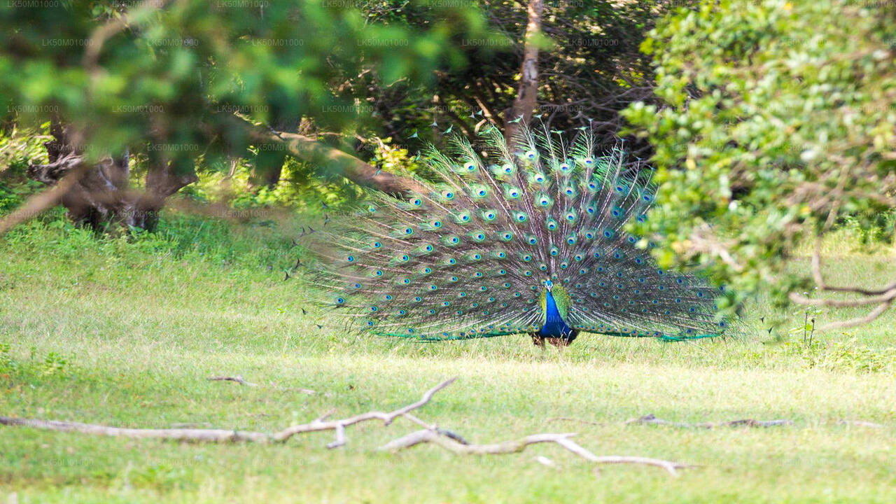 Lahugala Kitulana National Park Safari with Naturalist