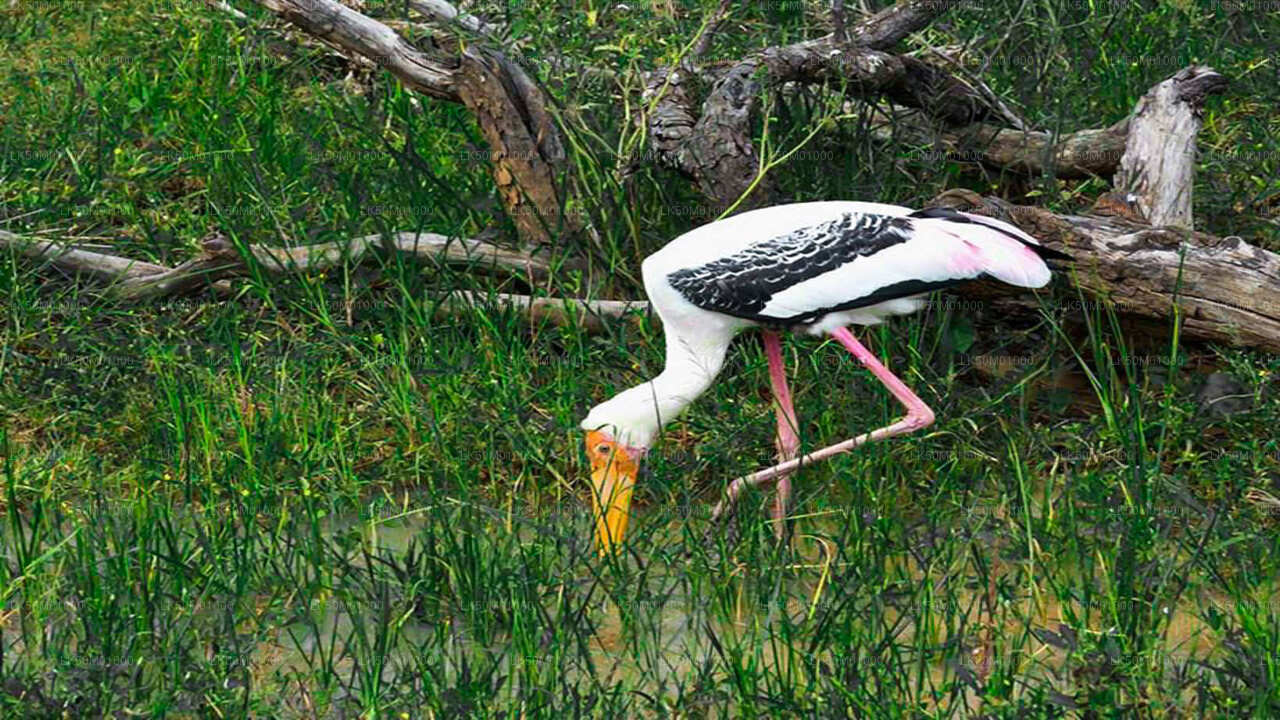 Lahugala Kitulana National Park Safari with Naturalist