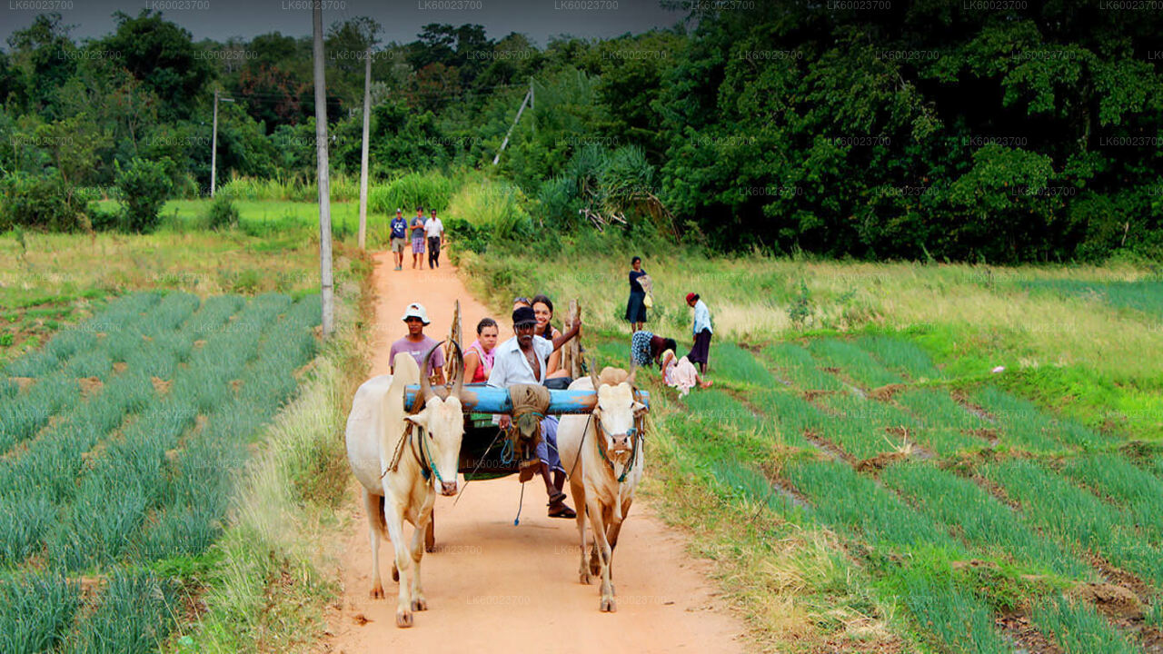 Visite de la vie du village au départ de Kandy
