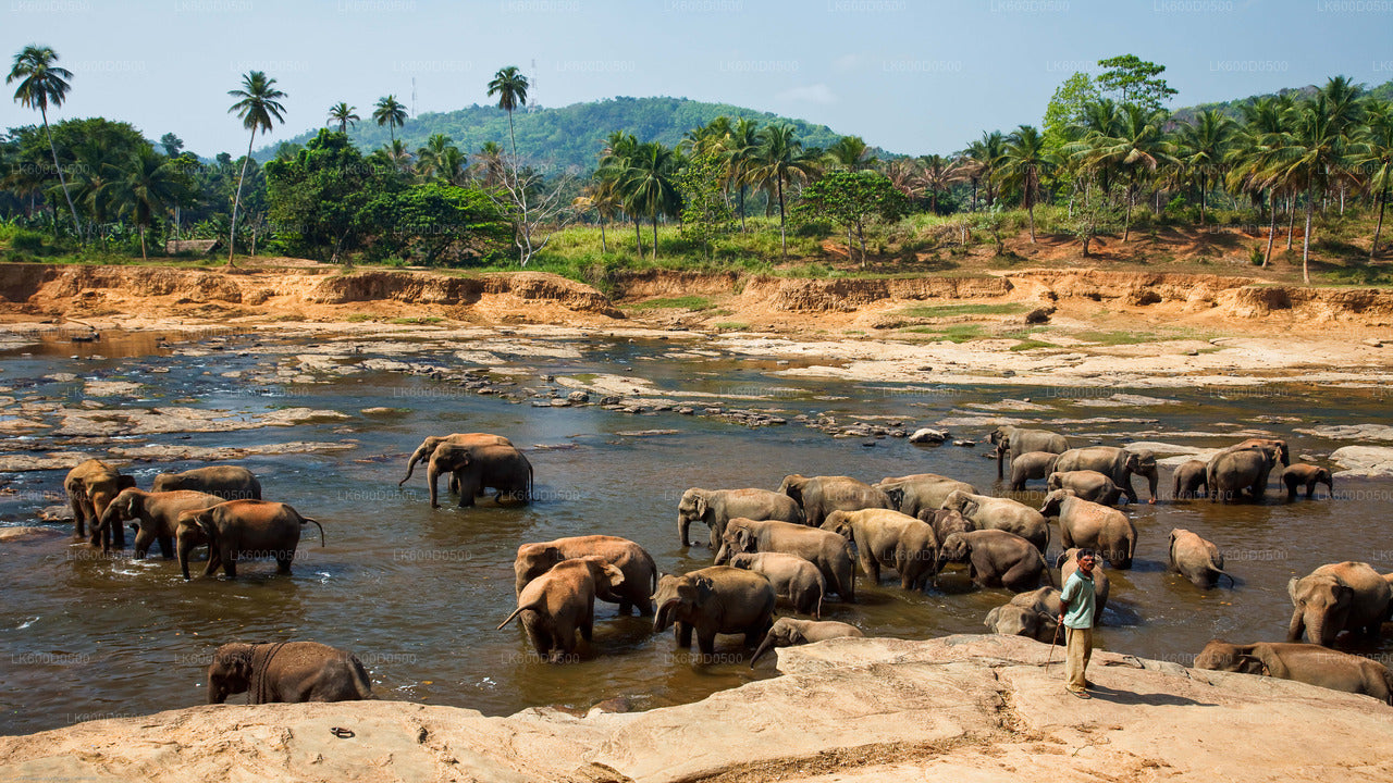 Pinnawala Elephant Orphanage from Bentota