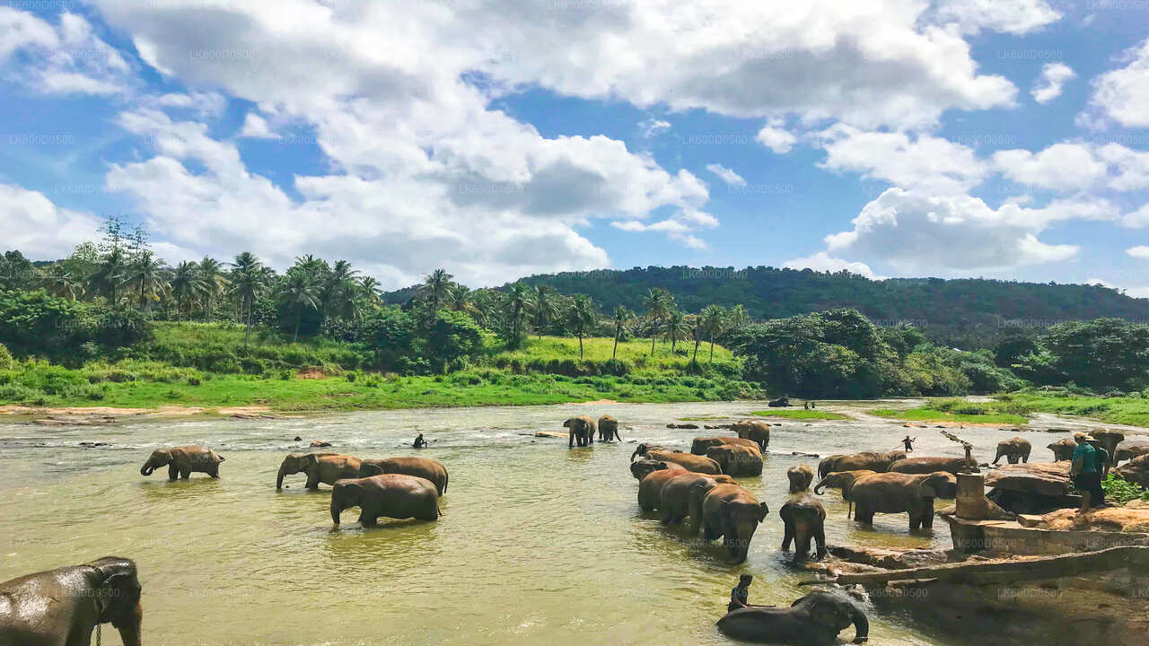 Pinnawala Elephant Orphanage from Bentota