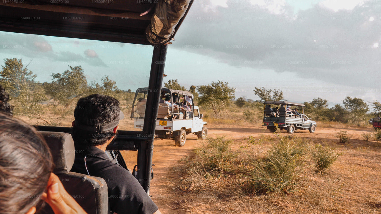 Safari dans le parc national d'Udawalawe au départ de Beruwala