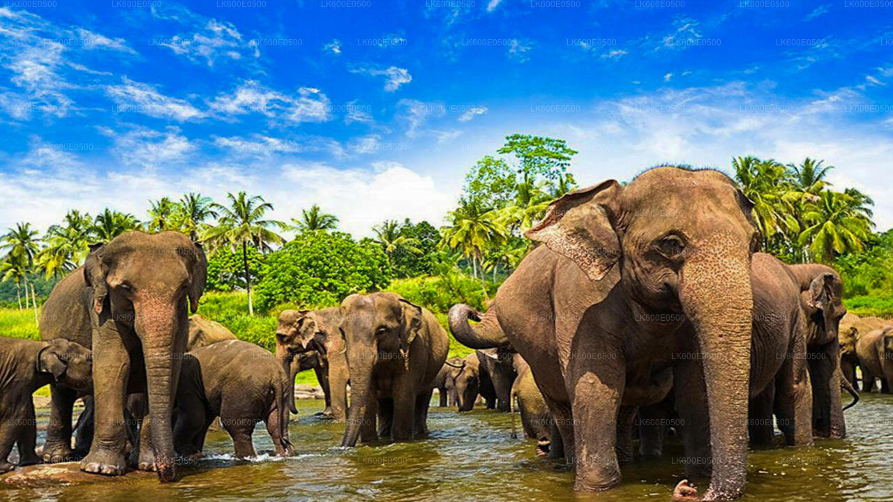 Pinnawala Elephant Orphanage from Beruwala