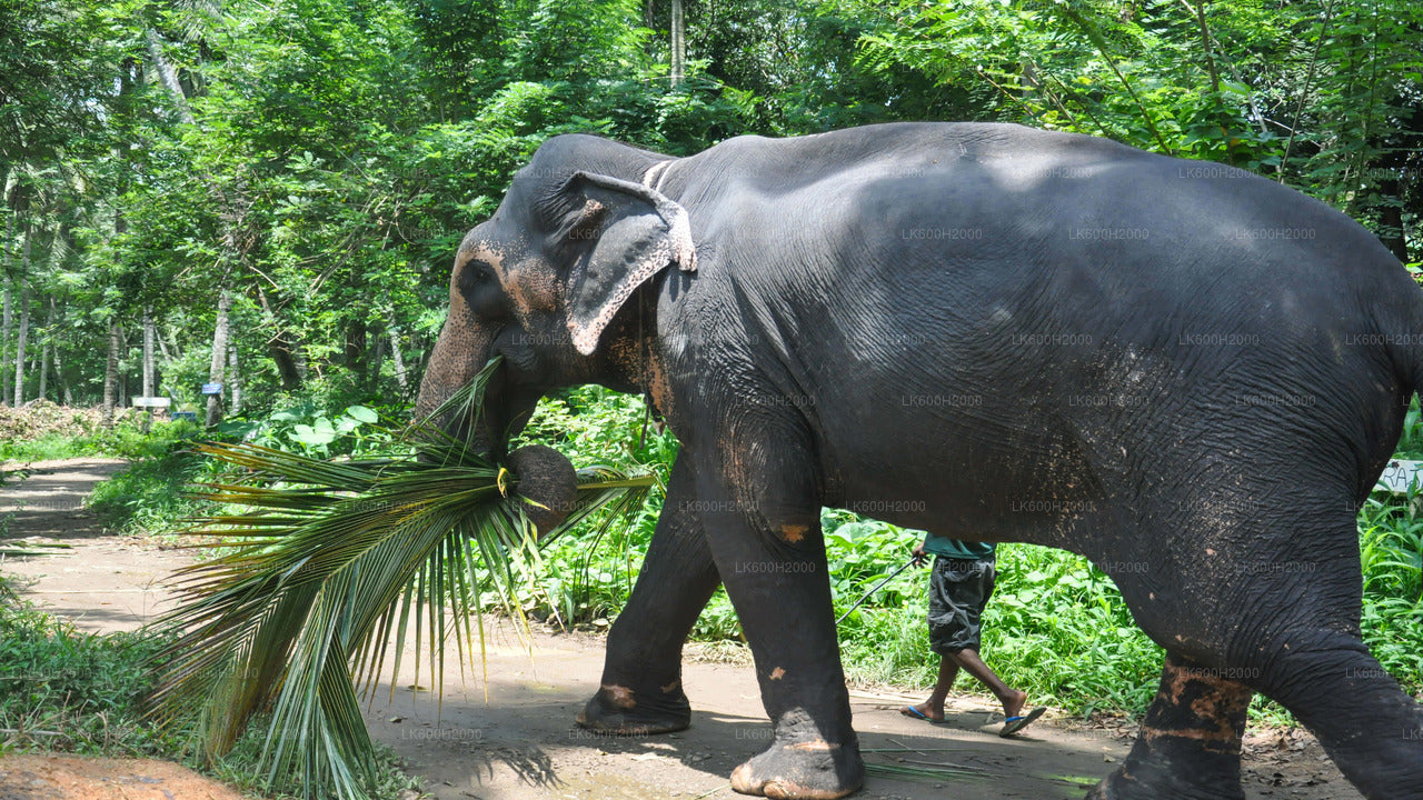 Visite de la Millennium Elephant Foundation depuis l'aéroport de Colombo