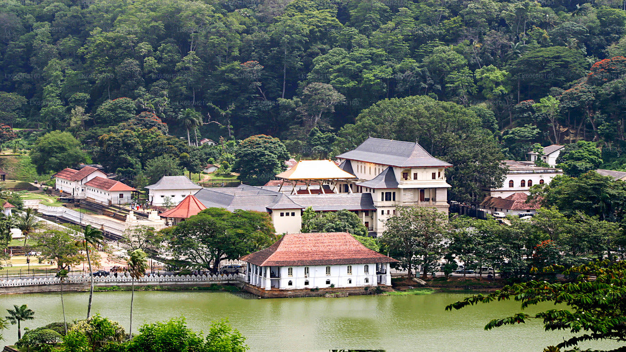 Visite de la ville de Kandy et visite de la Millennium Elephant Foundation au départ de Colombo