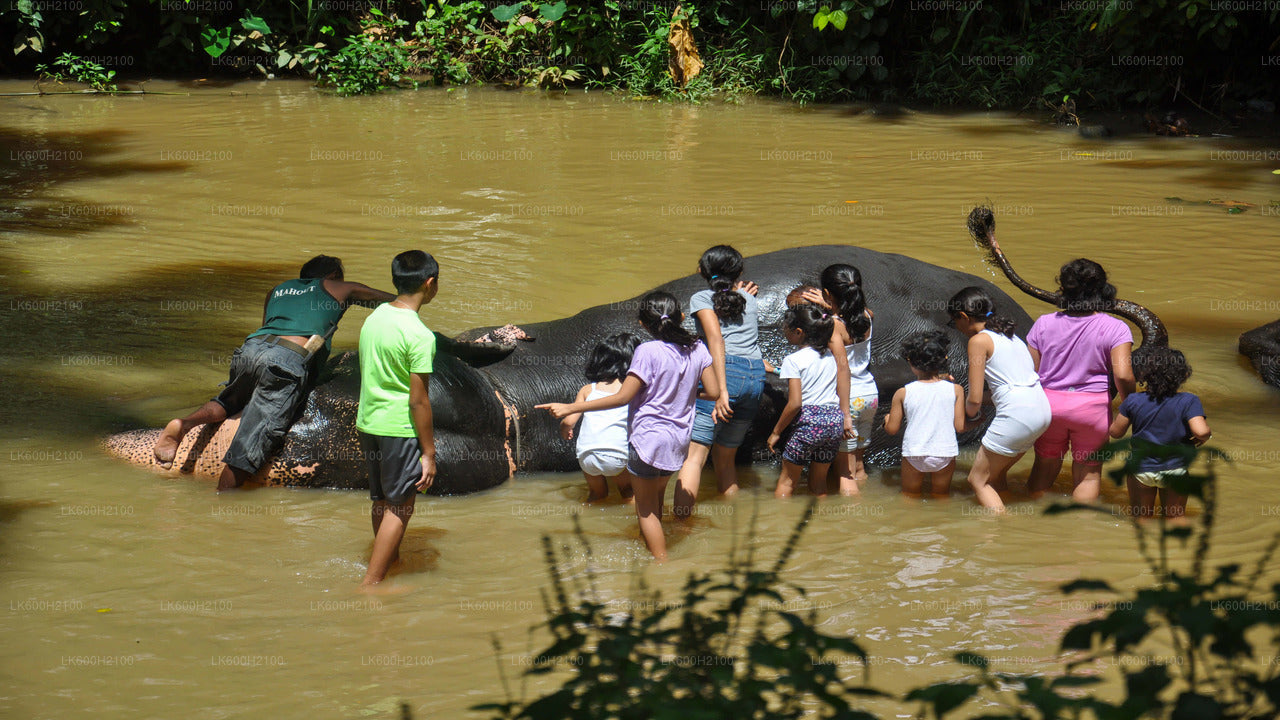 Visite de la ville de Kandy et visite de la Millennium Elephant Foundation au départ de Colombo