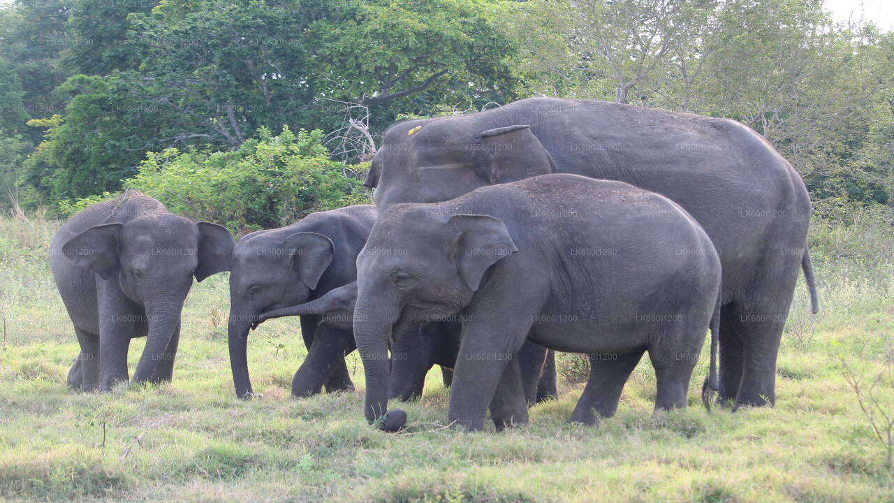 Safari sur les rochers de Sigiriya et les éléphants sauvages au départ de Dambulla