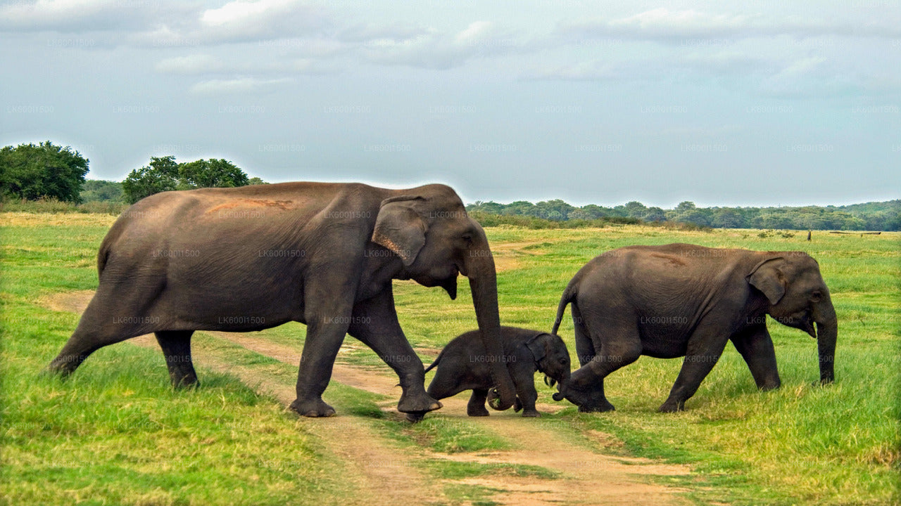 Ancien royaume de Polonnaruwa et safari à dos d'éléphants sauvages au départ de Dambulla